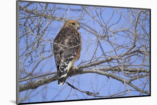 Red-Shouldered Hawk-Joe McDonald-Mounted Photographic Print