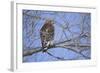 Red-Shouldered Hawk-Joe McDonald-Framed Photographic Print