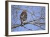 Red-Shouldered Hawk-Joe McDonald-Framed Photographic Print