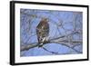 Red-Shouldered Hawk-Joe McDonald-Framed Photographic Print