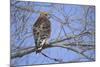 Red-Shouldered Hawk-Joe McDonald-Mounted Photographic Print