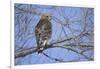 Red-Shouldered Hawk-Joe McDonald-Framed Photographic Print