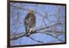 Red-Shouldered Hawk-Joe McDonald-Framed Photographic Print