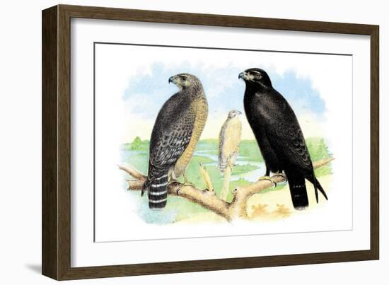 Red Shouldered Hawk-Theodore Jasper-Framed Art Print