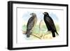 Red Shouldered Hawk-Theodore Jasper-Framed Art Print