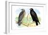 Red Shouldered Hawk-Theodore Jasper-Framed Art Print