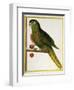 Red-Shouldered Macaw (Diopsittaca Nobilis)-null-Framed Giclee Print