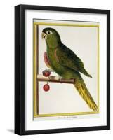 Red-Shouldered Macaw (Diopsittaca Nobilis)-null-Framed Giclee Print