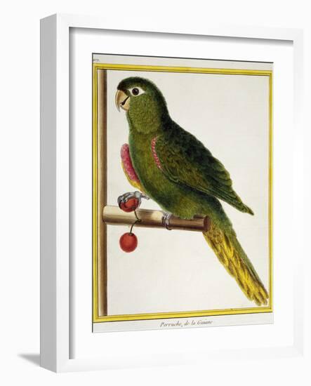 Red-Shouldered Macaw (Diopsittaca Nobilis)-null-Framed Giclee Print