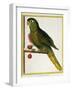 Red-Shouldered Macaw (Diopsittaca Nobilis)-null-Framed Giclee Print