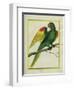 Red-Shouldered Macaw-Georges-Louis Buffon-Framed Giclee Print