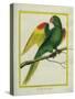 Red-Shouldered Macaw-Georges-Louis Buffon-Stretched Canvas