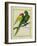 Red-Shouldered Macaw-Georges-Louis Buffon-Framed Giclee Print