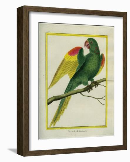 Red-Shouldered Macaw-Georges-Louis Buffon-Framed Giclee Print