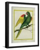 Red-Shouldered Macaw-Georges-Louis Buffon-Framed Giclee Print