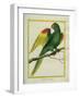 Red-Shouldered Macaw-Georges-Louis Buffon-Framed Giclee Print