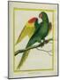 Red-Shouldered Macaw-Georges-Louis Buffon-Mounted Giclee Print