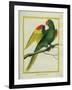 Red-Shouldered Macaw-Georges-Louis Buffon-Framed Giclee Print