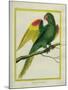 Red-Shouldered Macaw-Georges-Louis Buffon-Mounted Giclee Print