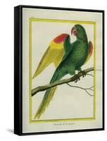 Red-Shouldered Macaw-Georges-Louis Buffon-Framed Stretched Canvas