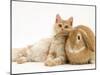 Red Silver Turkish Angora Cat and Sandy Lop Rabbit Snuggling Together-Jane Burton-Mounted Photographic Print