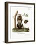 Red Slender Loris-null-Framed Giclee Print