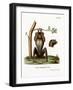 Red Slender Loris-null-Framed Giclee Print