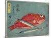 Red Snapper and Halfbeak, 1830-1844-Utagawa Hiroshige-Mounted Giclee Print