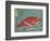 Red Snapper and Halfbeak, 1830-1844-Utagawa Hiroshige-Framed Giclee Print