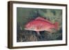 Red Snapper, from "Game Fishes of the United States," Published 1878-S.a. Kilbourne-Framed Giclee Print