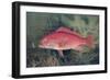 Red Snapper, from "Game Fishes of the United States," Published 1878-S.a. Kilbourne-Framed Giclee Print