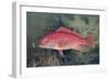 Red Snapper, from "Game Fishes of the United States," Published 1878-S.a. Kilbourne-Framed Giclee Print