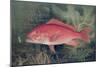 Red Snapper, from "Game Fishes of the United States," Published 1878-S.a. Kilbourne-Mounted Giclee Print
