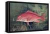 Red Snapper, from "Game Fishes of the United States," Published 1878-S.a. Kilbourne-Framed Stretched Canvas