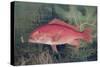 Red Snapper, from "Game Fishes of the United States," Published 1878-S.a. Kilbourne-Stretched Canvas