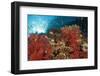 Red Soft Corals (Dendronephthya)-Reinhard Dirscherl-Framed Photographic Print