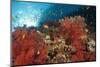 Red Soft Corals (Dendronephthya)-Reinhard Dirscherl-Mounted Photographic Print