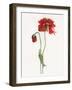 Red Somniferum-Shirley Novak-Framed Art Print