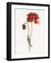 Red Somniferum-Shirley Novak-Framed Art Print