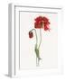 Red Somniferum-Shirley Novak-Framed Art Print