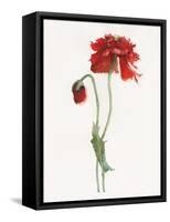 Red Somniferum-Shirley Novak-Framed Stretched Canvas