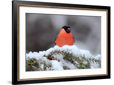 Winter Bird Wall Art Set of 3 Songbird Animal Prints Snowy Wildlife Decor Fine Art Photography Nature Pictures 