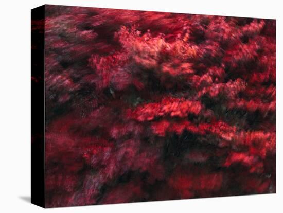 Red Splash-Art Wolfe-Stretched Canvas