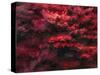 Red Splash-Art Wolfe-Stretched Canvas