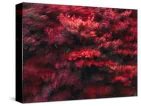 Red Splash-Art Wolfe-Stretched Canvas
