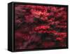 Red Splash-Art Wolfe-Framed Stretched Canvas