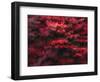 Red Splash-Art Wolfe-Framed Photographic Print