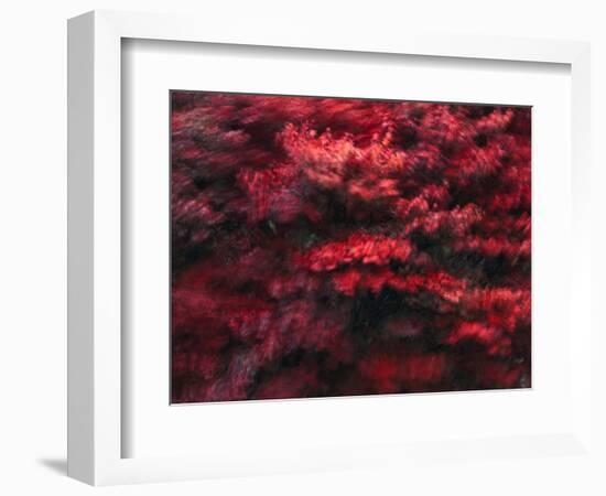 Red Splash-Art Wolfe-Framed Photographic Print