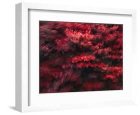 Red Splash-Art Wolfe-Framed Photographic Print