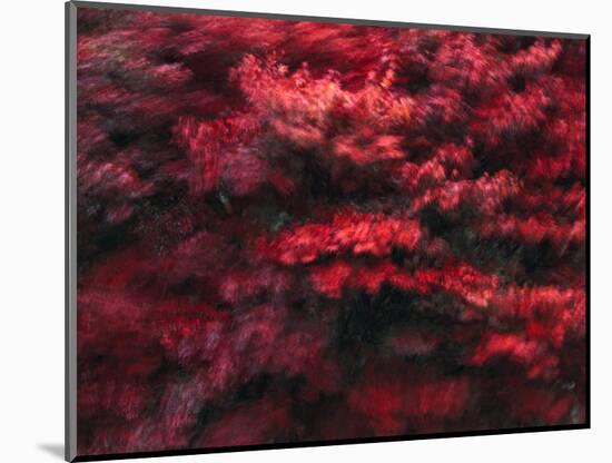 Red Splash-Art Wolfe-Mounted Photographic Print